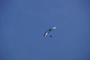 九游jiuyou-全国青少年水上滑翔锦标赛天津盛大开幕，水上滑翔机价格